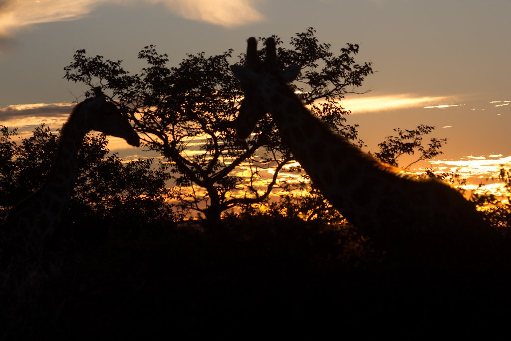 05-Giraffe's at sunset.jpg - Giraffe's at sunset